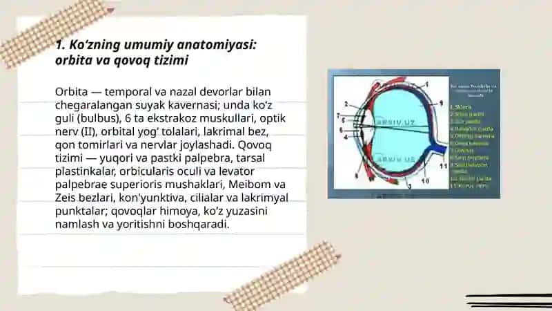 Inson ko'rish analizatori. Anatomiyasi, Fiziologiyasi 3