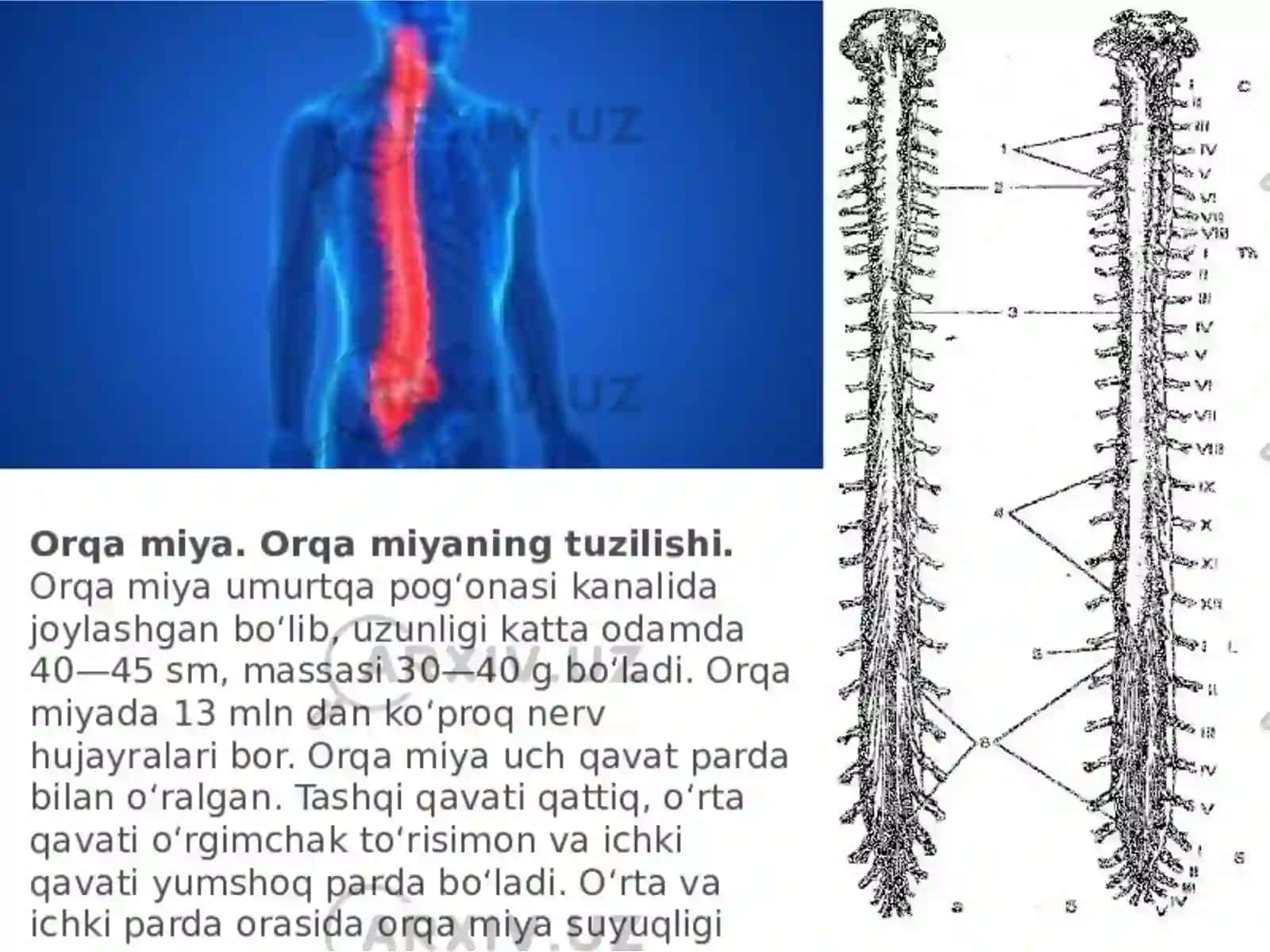 Orqa miyaning reflektor va o'tkazuvchi yo'l faoliyati, tekshirish usullari 3