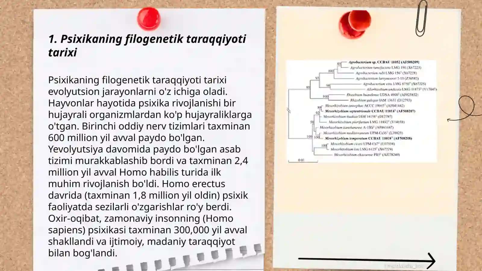 Psixikaning filogenetik taraqqiyoti 3