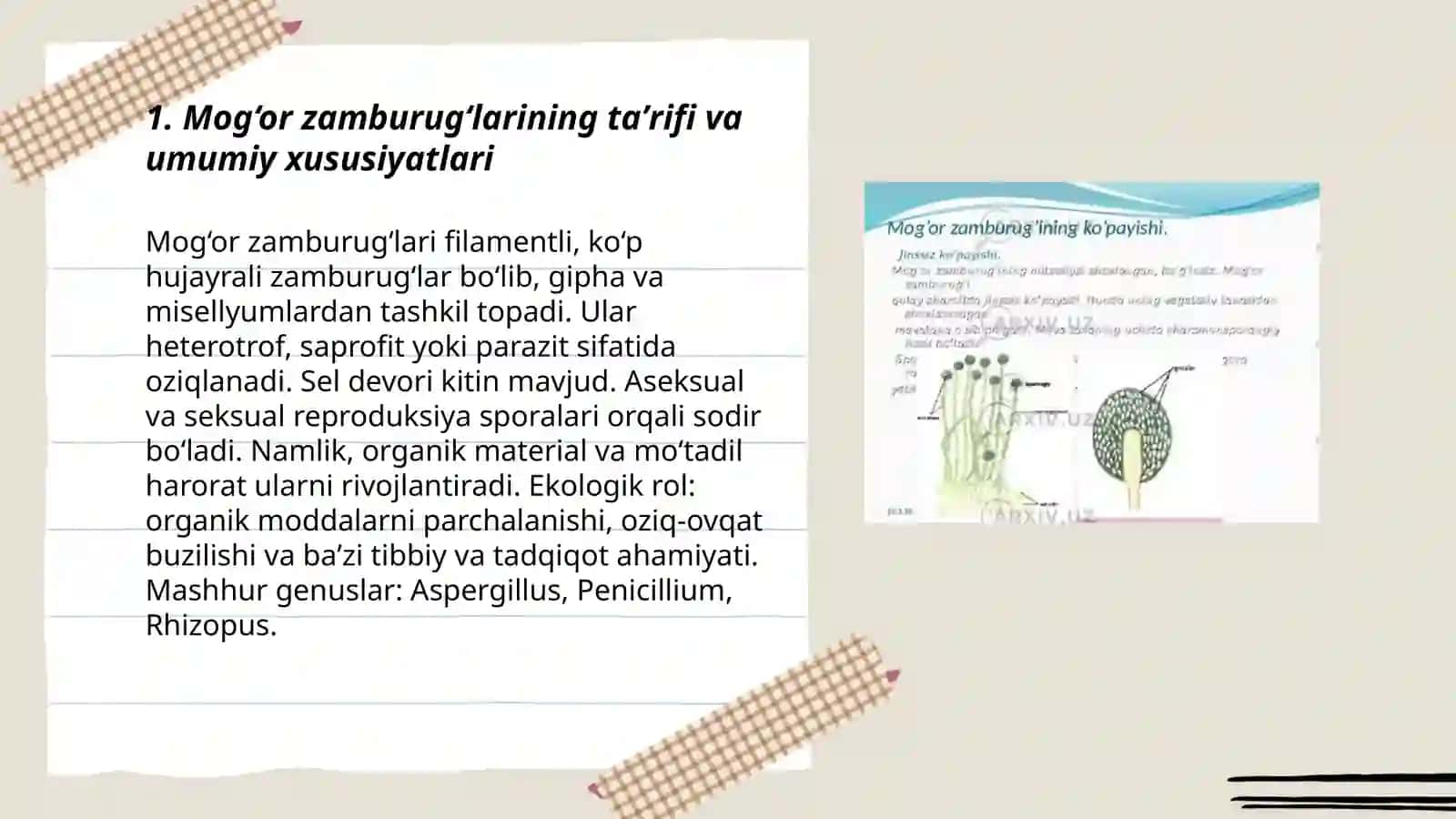 Mog‘or zamburug‘lari 3