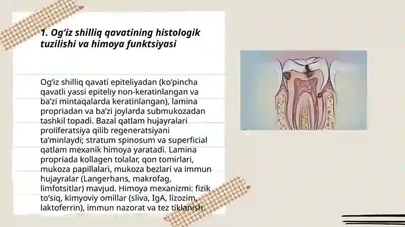 Og'iz bo'shlig'i shilliq qavatining himoya funktsiyasining toqima va hujayra mexanizmlari 3
