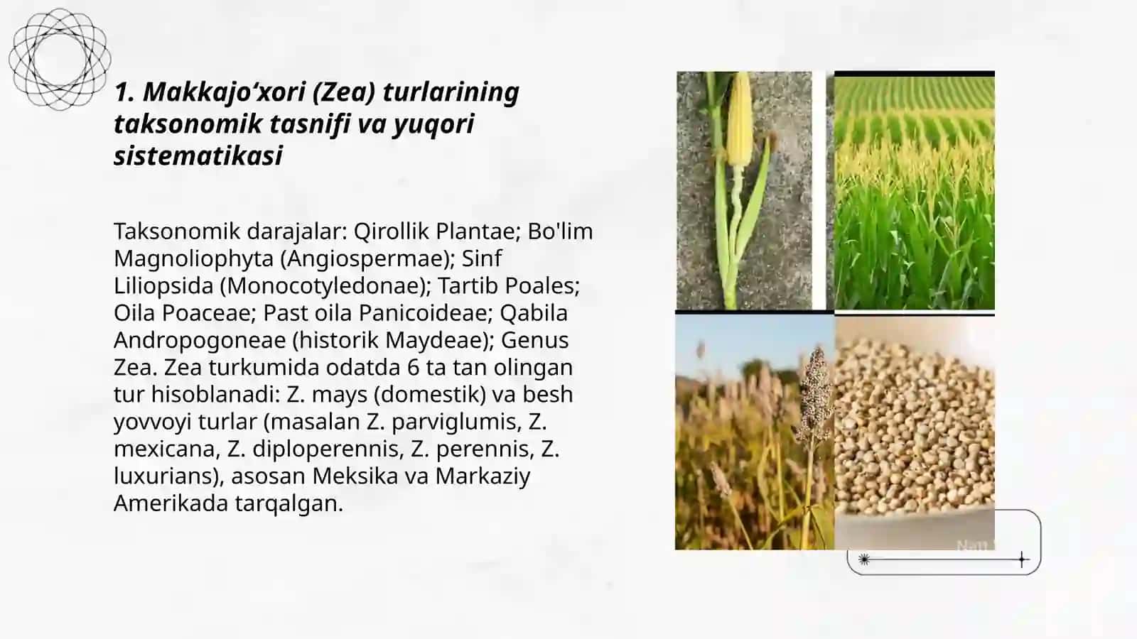 Makkajoʻxori kenja turlari va yuqori sistematikasi, morfologiyasi, sholi oʻsimligi sistematikasi morfologiyasi 3
