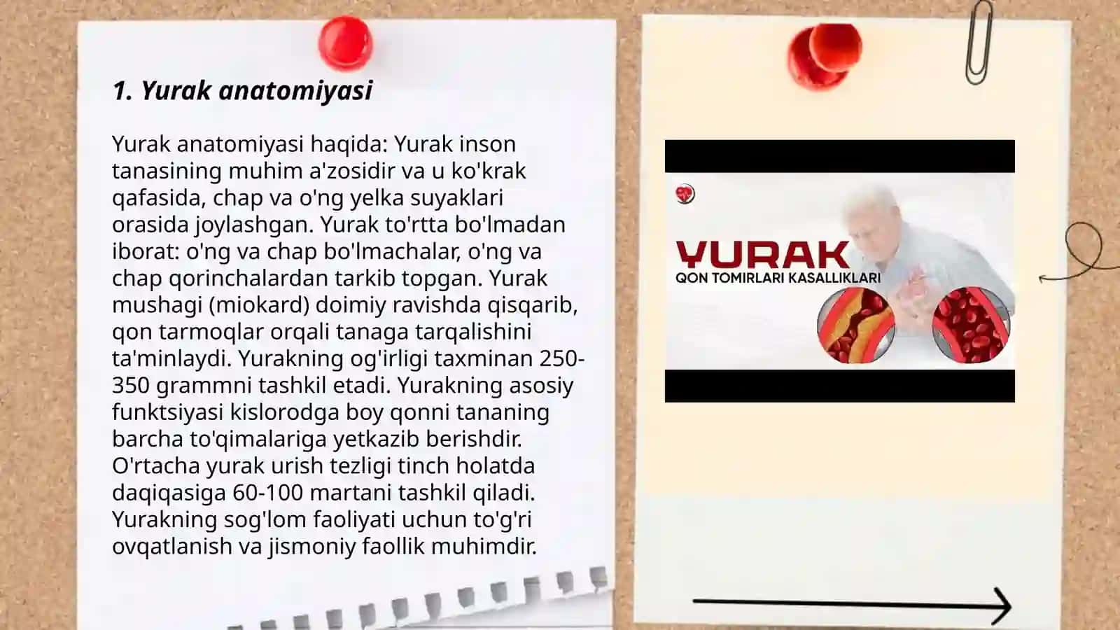 Yurak qon tomir sistemasi 3