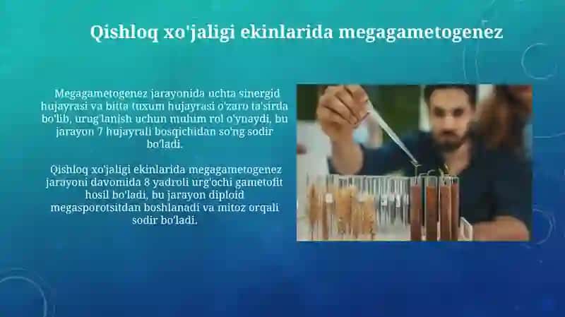 Qishloq xo'jaligi ekinlarida megagametogenez 3