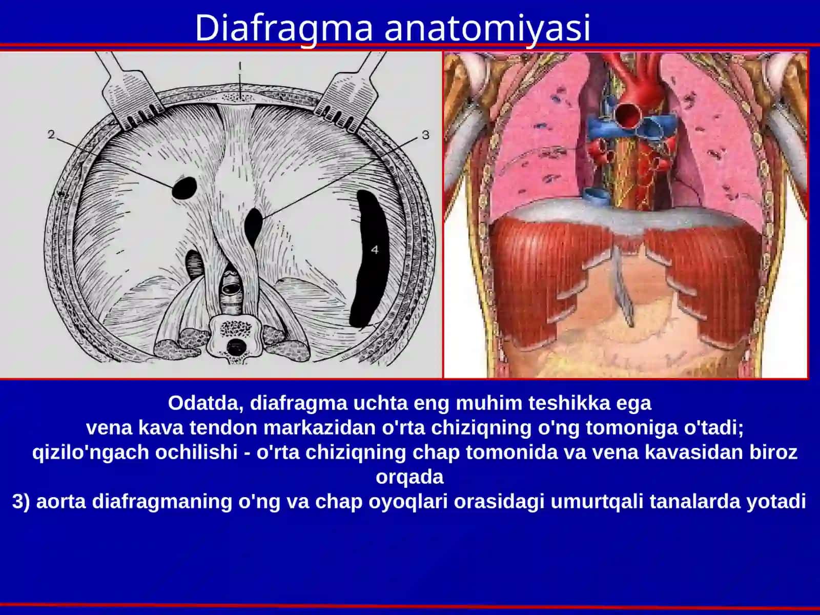BOLALARDA DIAFRAGMA CHURRASI 3