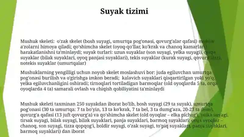Kattalar gavda tuzilishining tiplari 3