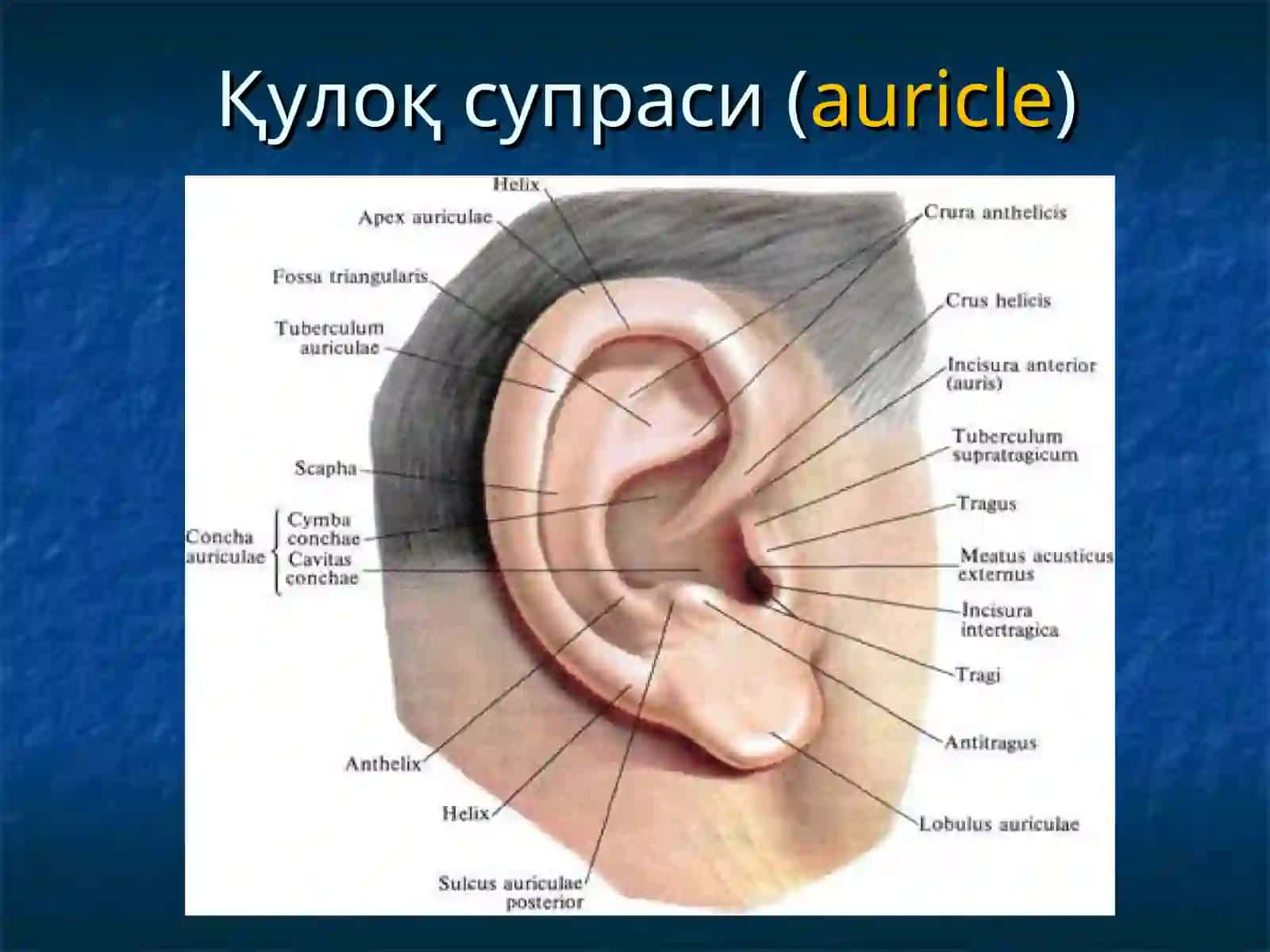 Ташқи ва ўрта қулоқнинг ўткир ва сурункали яллиғланиш касалликлари 3