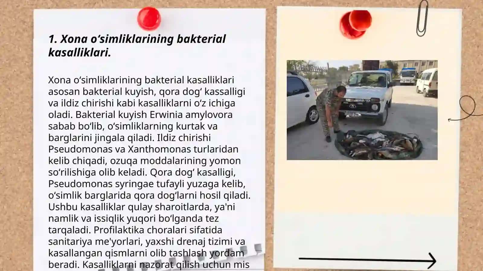 Tabiat bilan tanishtirish metodikasi 3