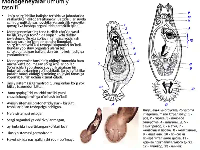 Monogeneyalar, Tasmasimon chuvalchanglar (Cystoda) va Sestodsimonlar (Cestodaria) sinfi 3