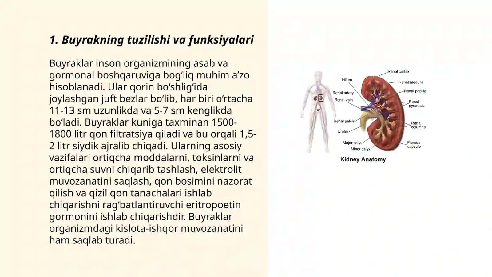 Buyrak fiziologiyasi 3