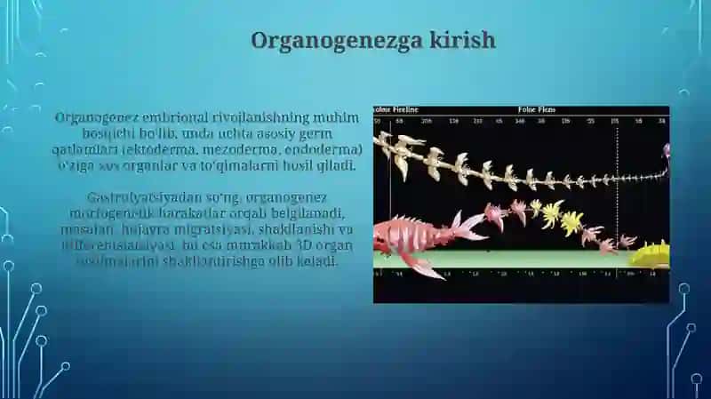 Umurtqali hayvonlarda organogenezning bosqichlari 3