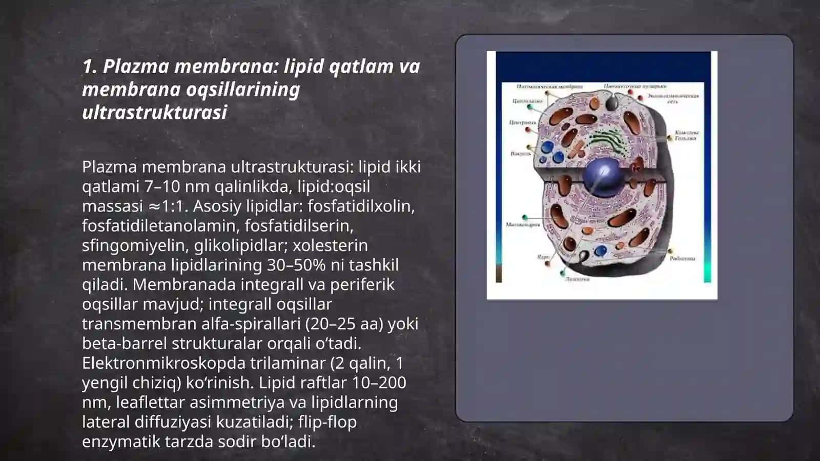 Eukariot hujayralarning ultrastruktura tuzilishi 3