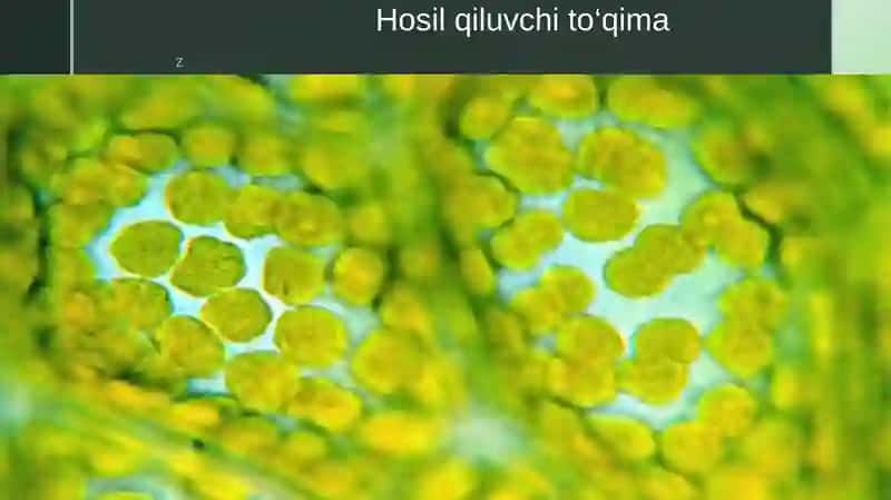 To‘qimalar haqida umumiy ma’lumot 3