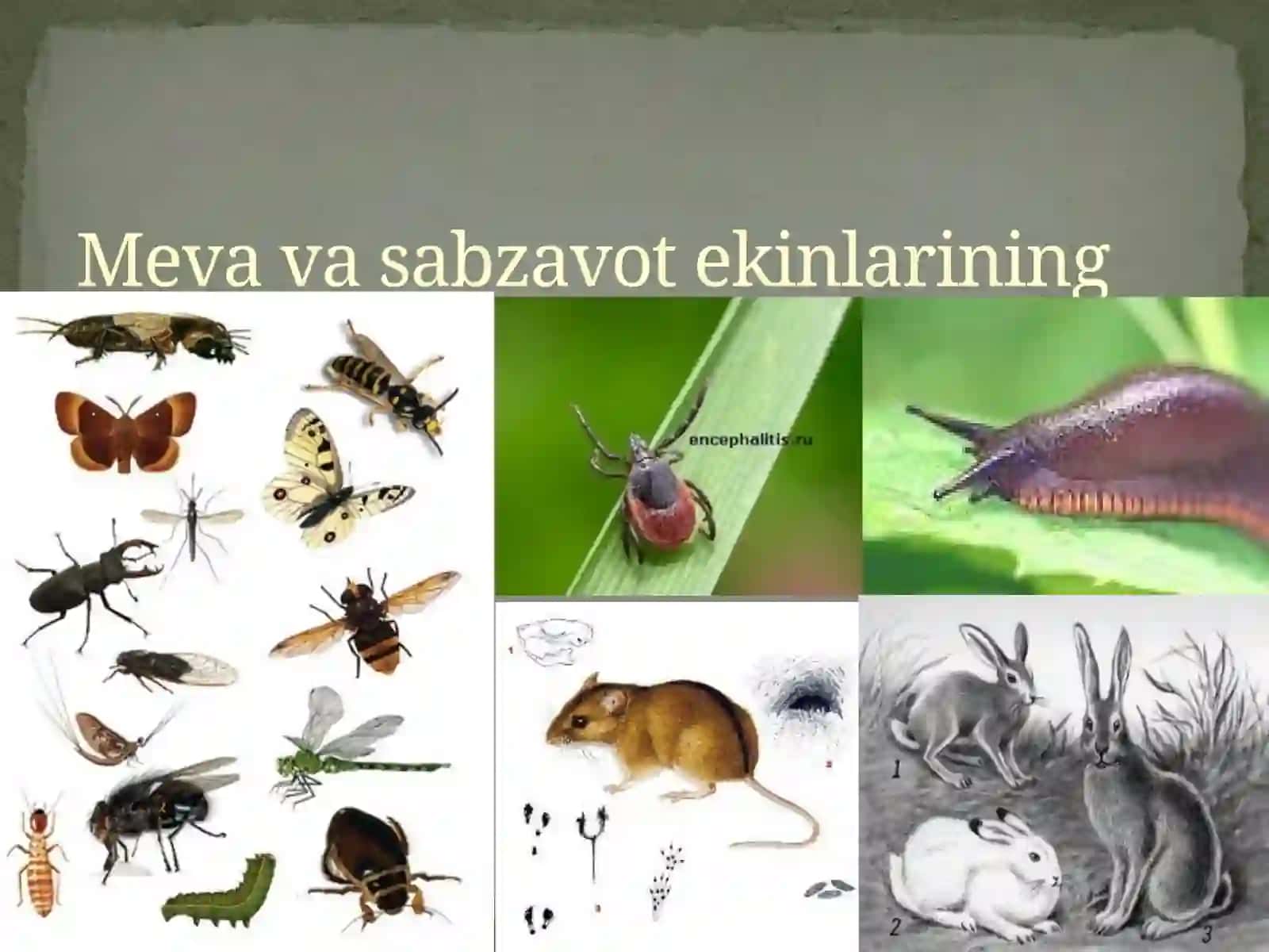 Zararkunandalar ekin o'simliklarigazarar etkazadigan yoki ularning o'limiga olib keladigan hayvonlar 3