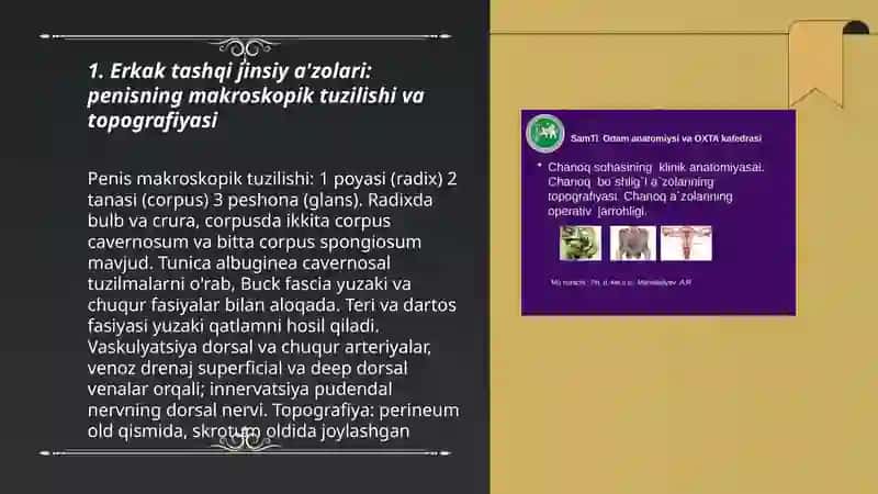 Erkaklar tanosil a'zolarining tuzilishi,topografiyasi va funksional anatomiyasi 3