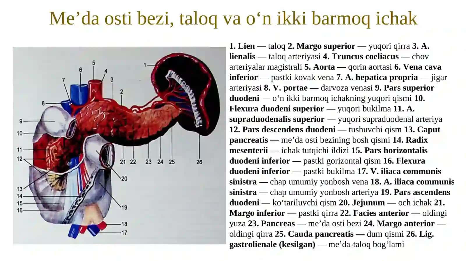Me’da osti bezi 3