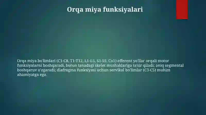 Orqa miya ôzaklarining joylashuvi va ularning ahamiyati 3