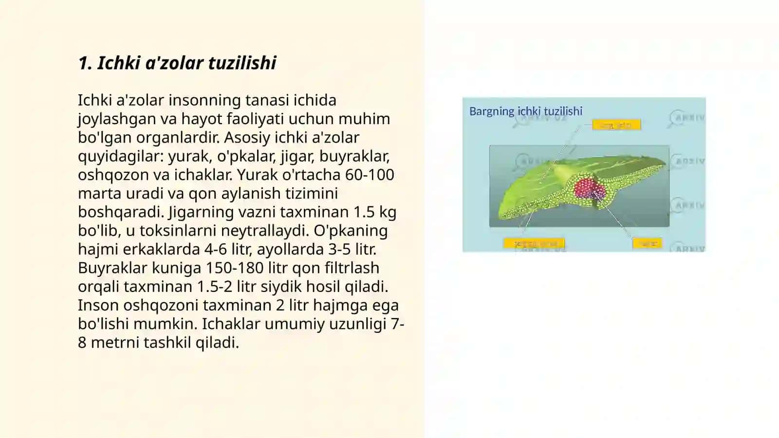 Ichki aʼzolar haqida tushuncha 3