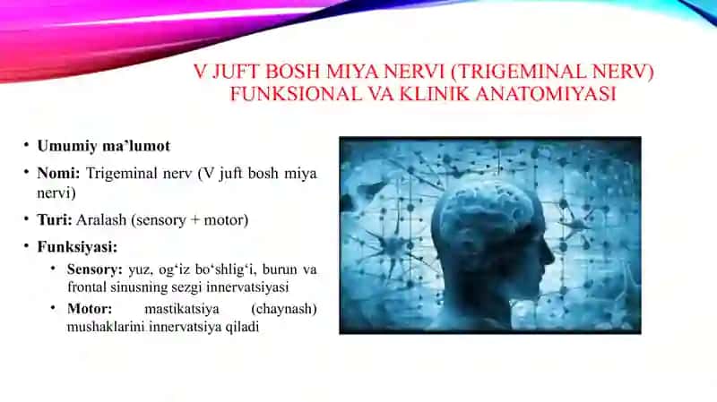 V juft bosh miya nervining funksional va klinik anatomiyasi: o‘zaklari, uch shohlinerv tuguni, proeksiyasi, chiqish joyi, innervatsiyasining umumiy tasnifi. Uch shoxli nervning I, II, III shohi (yuqori jag‘ nervi) funksional va klinik anatomiyasi: tarmoqlari, topografiyasi, innervatsiya sohasi. Qanot-tanglay tuguni: topografiyasi, asosiy tarmoqlari. Yuqori jag‘ va tanglay anesteziyasining anatomo-topografik asosi. 3
