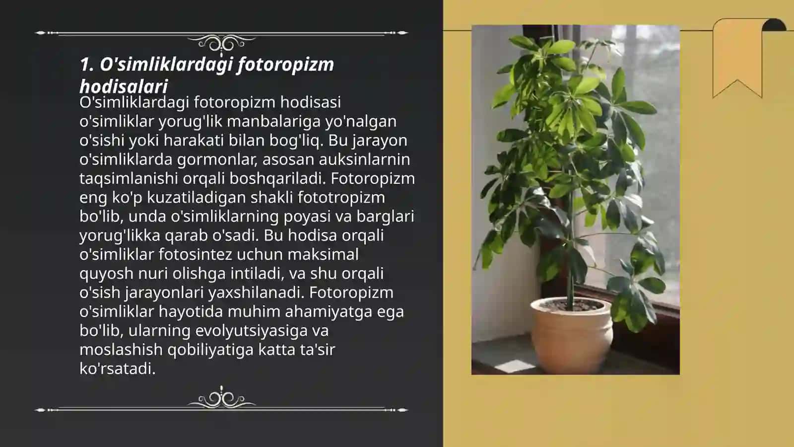 O'simliklardagi Fotoropizm, Fotonastiya, Geotropizm Hodisalari 3