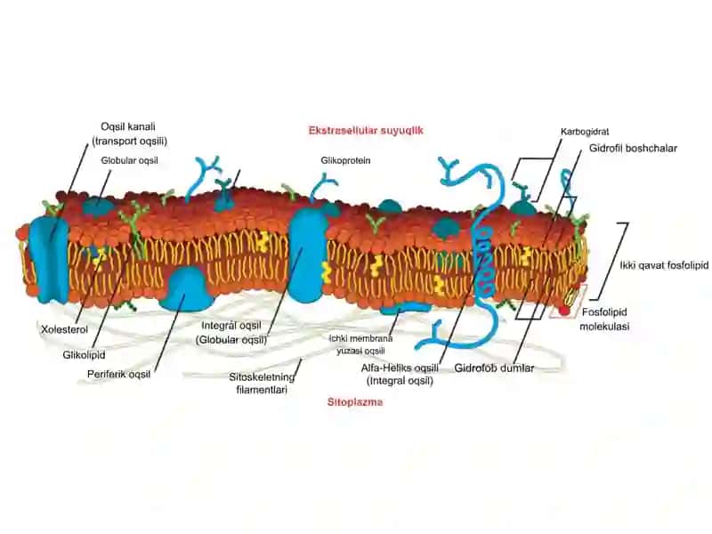 HUJAYRA MEMBRANASI 3