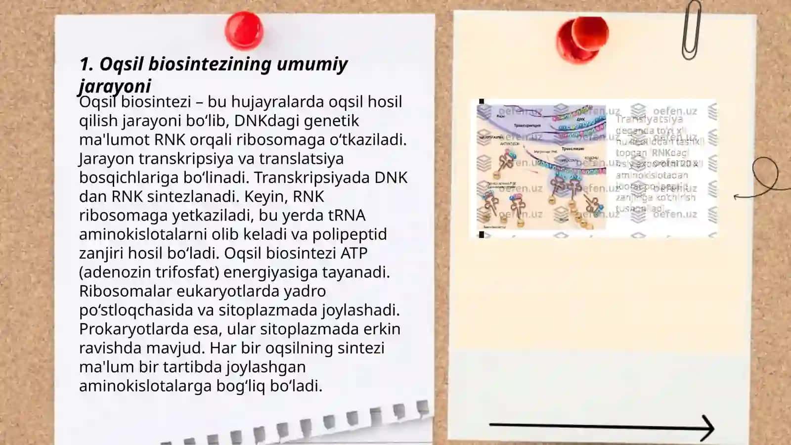 Oqsil biosintezi va uning genetik darajadagi regulyatsiyasi 3