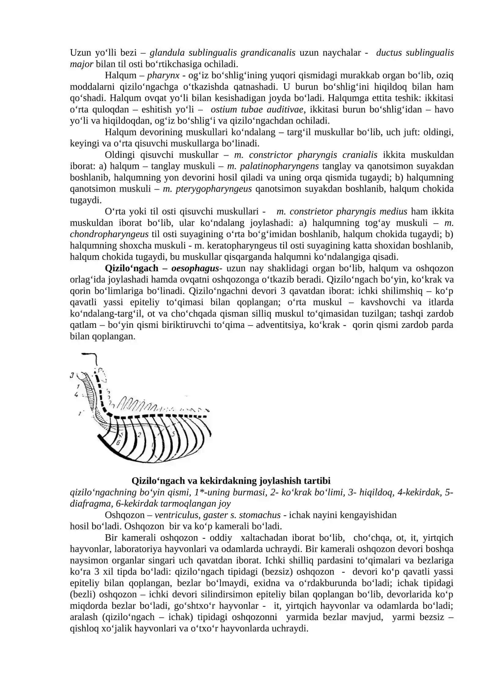 Ovqat hazm qilish organlarining morfologik tuzilishi 3