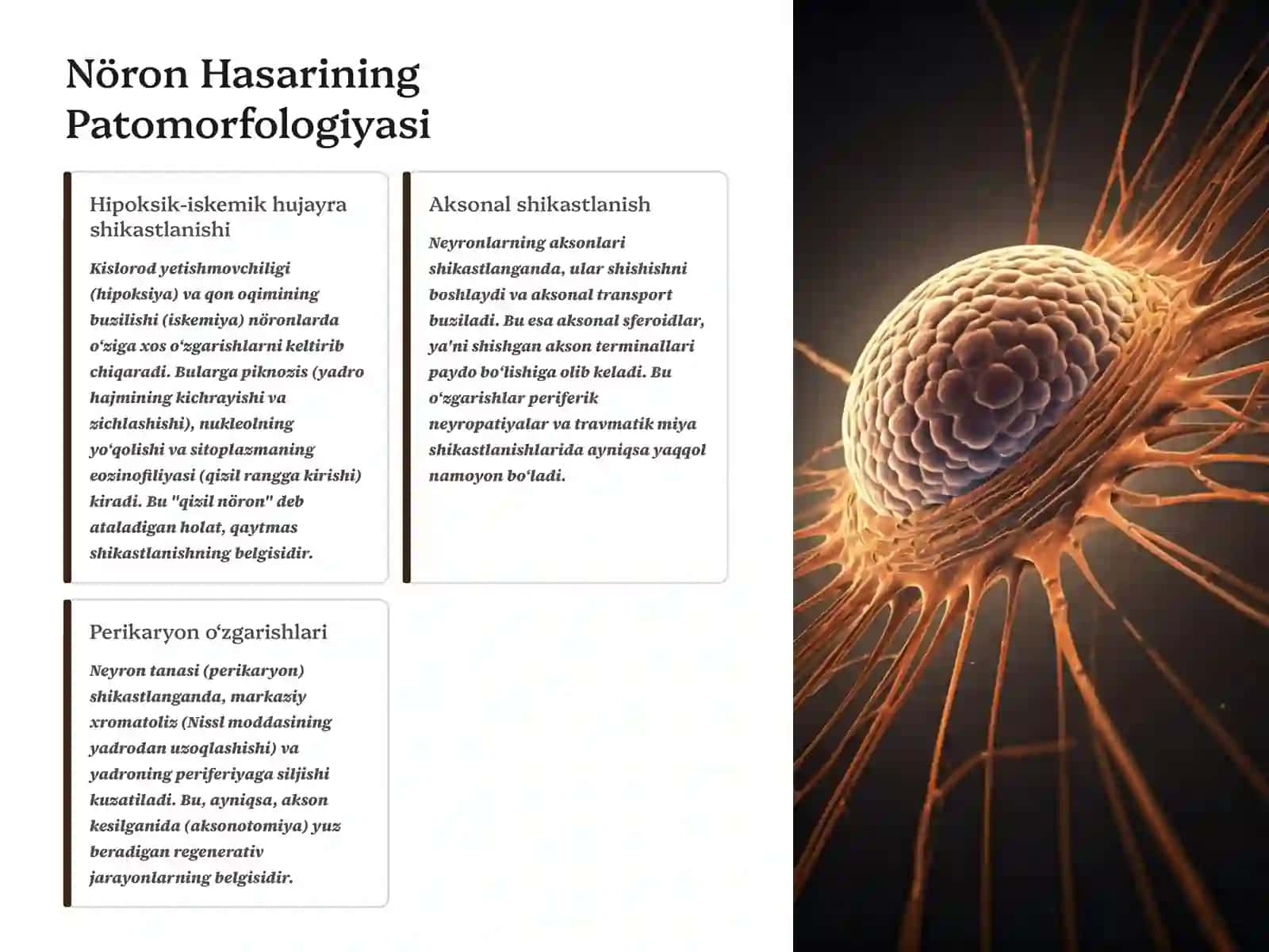 Nerv Sistemasi Organ Kasalliklarining Patomorfologiyasi 3