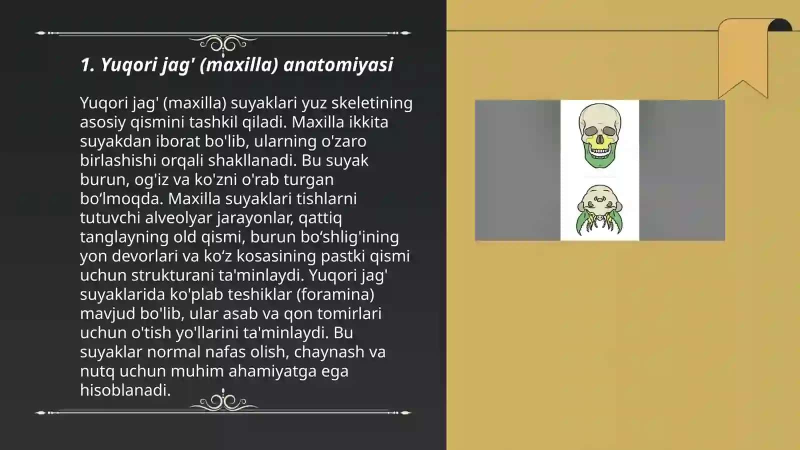 Yuqori va pastki jagʻ (mandibula va maxilla) 3