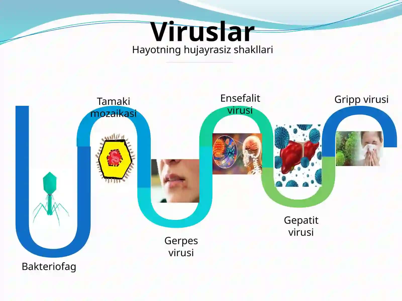 PROKARIOT VA EUKARIOT HUJAYRALARNING TUZILISHI 3