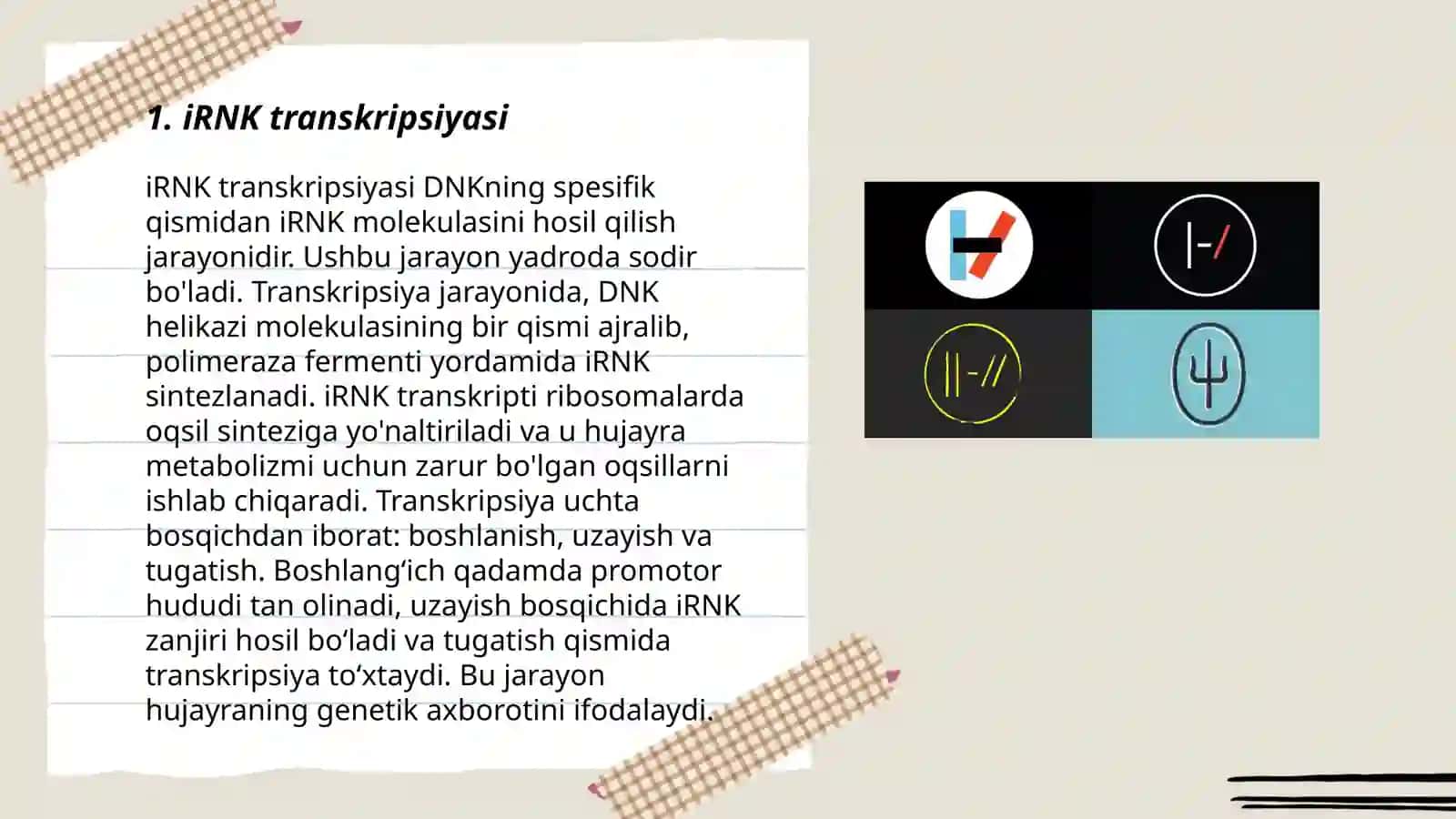 iRNK transkripsiyasi 3