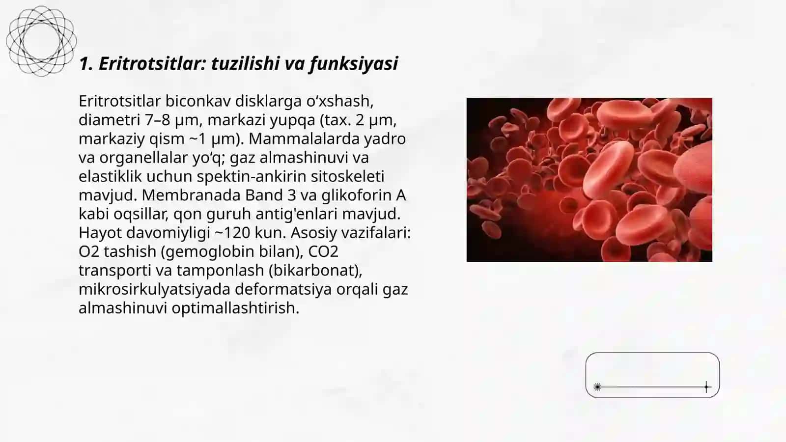 Temir almashinuvi, gemostaz 3
