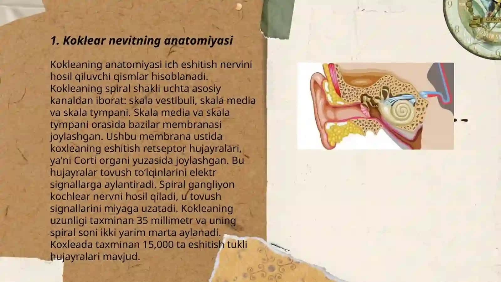 Koklear nevritning anatomiyasi 3