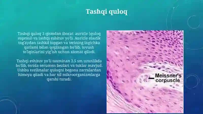 Sezgi a’zolari.Quloq gistologiyasi 3
