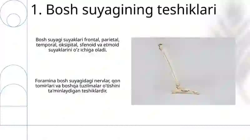 Anatomiya fanidan kalla suyaklarining umumiy tasnifi 3