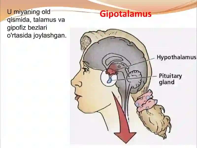 Gipotalamo-gipofizar tizim 3