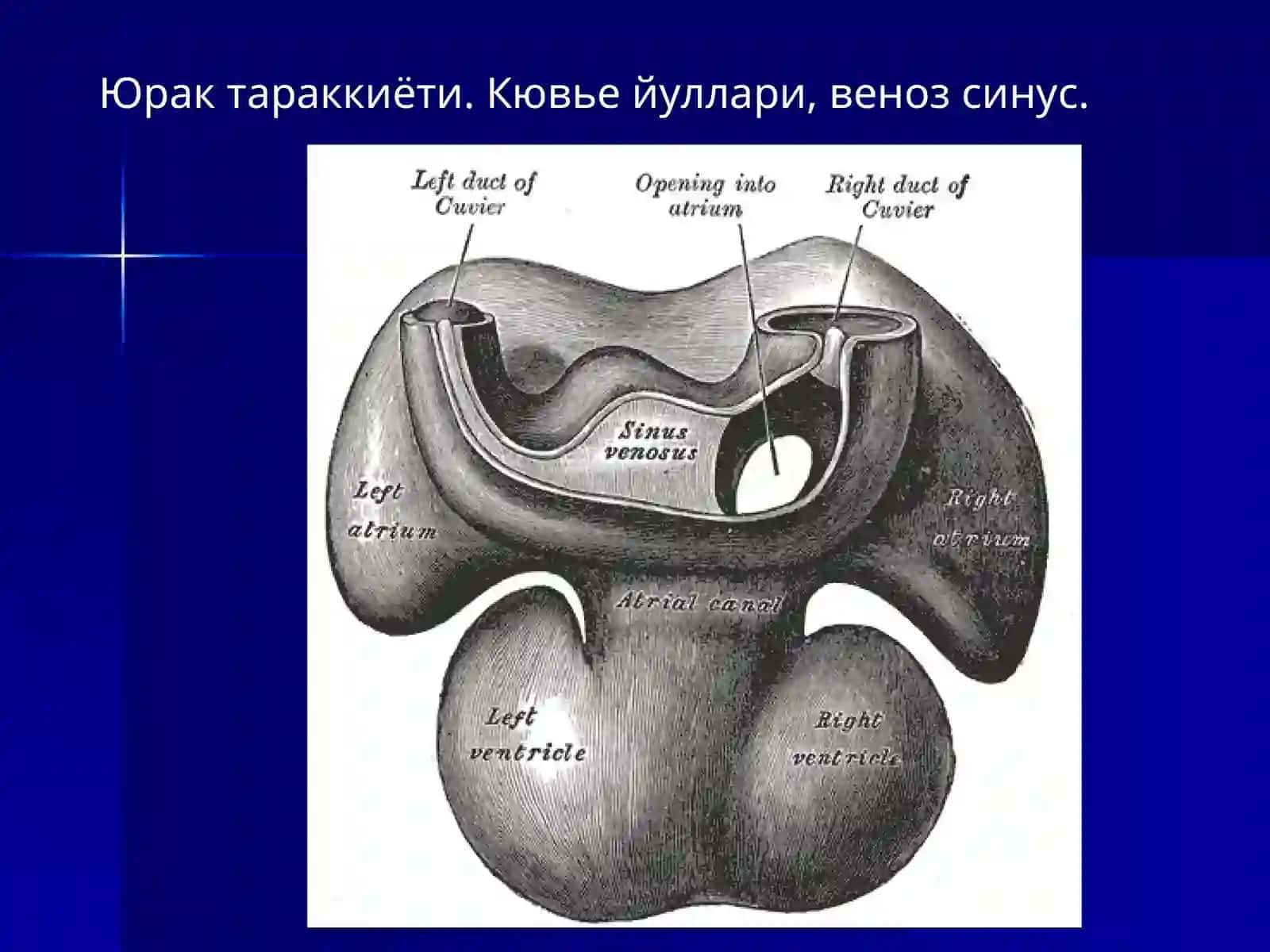 КОН-ТОМИР ТИЗИМИНИНГ УРГАНИШГА КИРИШ. ЮРАК. АОРТА. ТАШКИ ВА ИЧКИ УЙКУ АРТЕРИЯЛАР. УМРОВ ОСТИ АРТЕРИЯСИ. БОШ МИЯНИНГ КОН БИЛАН ТАЪМИНЛАНИШИ. КУЛНИНГ КОН БИЛАН ТАЪМИНЛАНИШИ 3