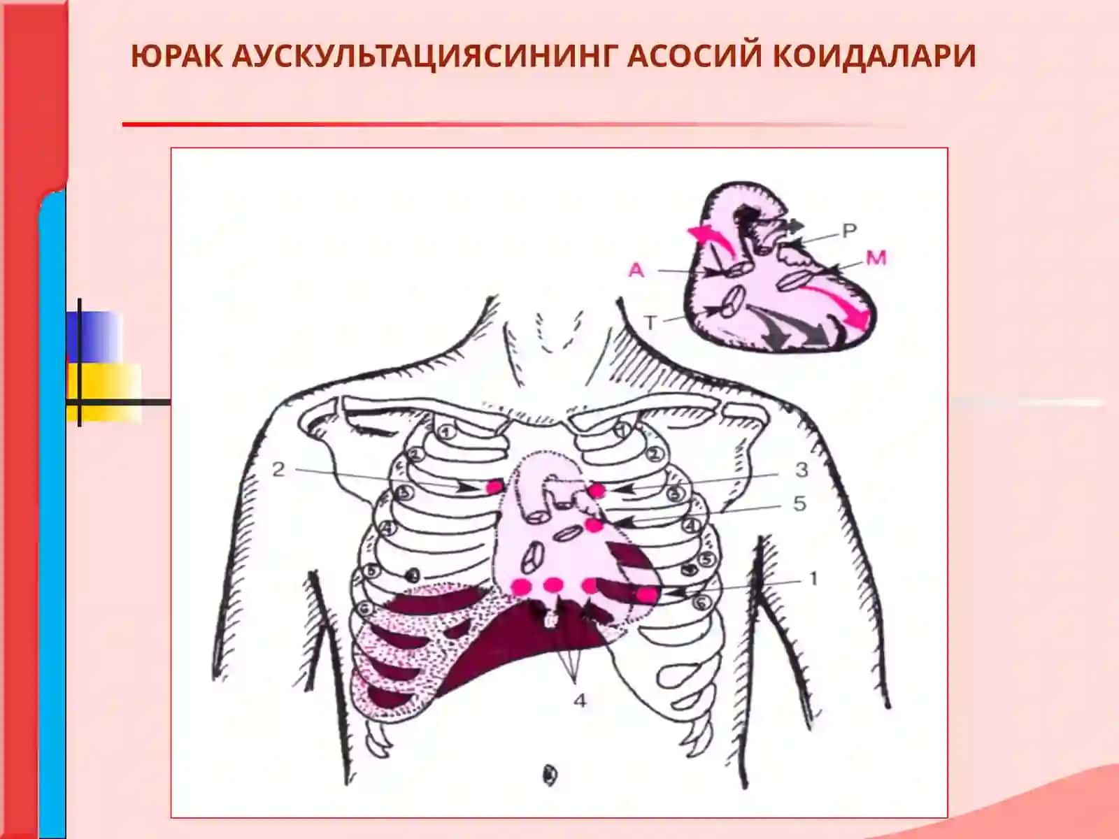 ЮРАК АУСКУЛЬТАЦИЯСИ.НОРМА ВА  ПАТОЛОГИЯДА ЮРАК ТОНЛАРИ. ЮРАК ШОВКИНЛАРИ. 3