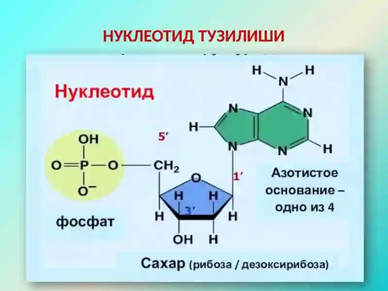 Нуклеин кислоталар 3