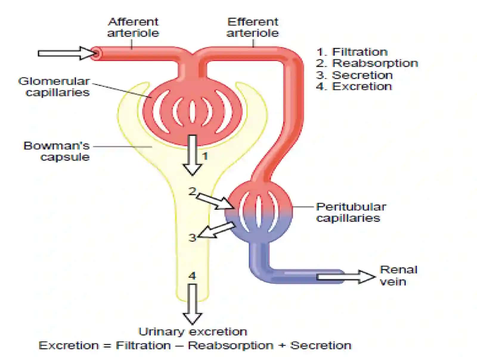 Oʻsish modeli Mechanism of urine formation 3