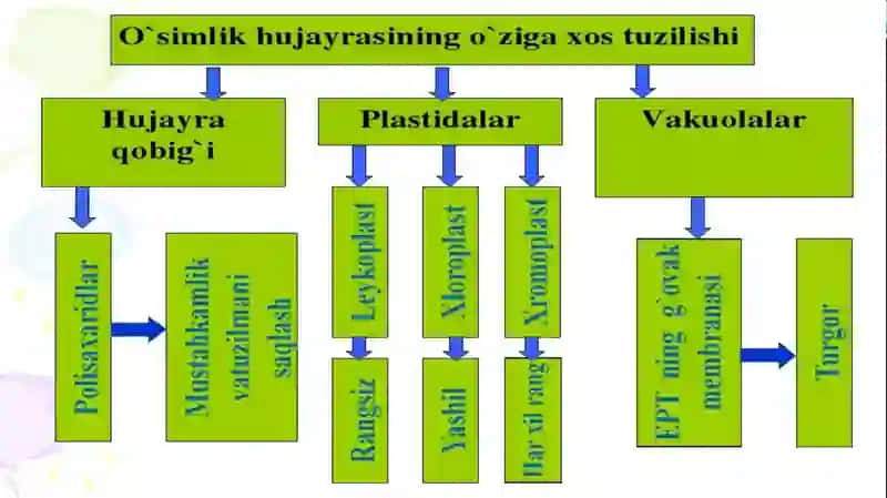 BOTANIKA VA O’SIMLIK FIZIOLOGIYASI FANI 3