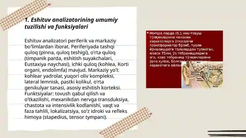 Eshituv analizatorlari fiziologiyasi 3