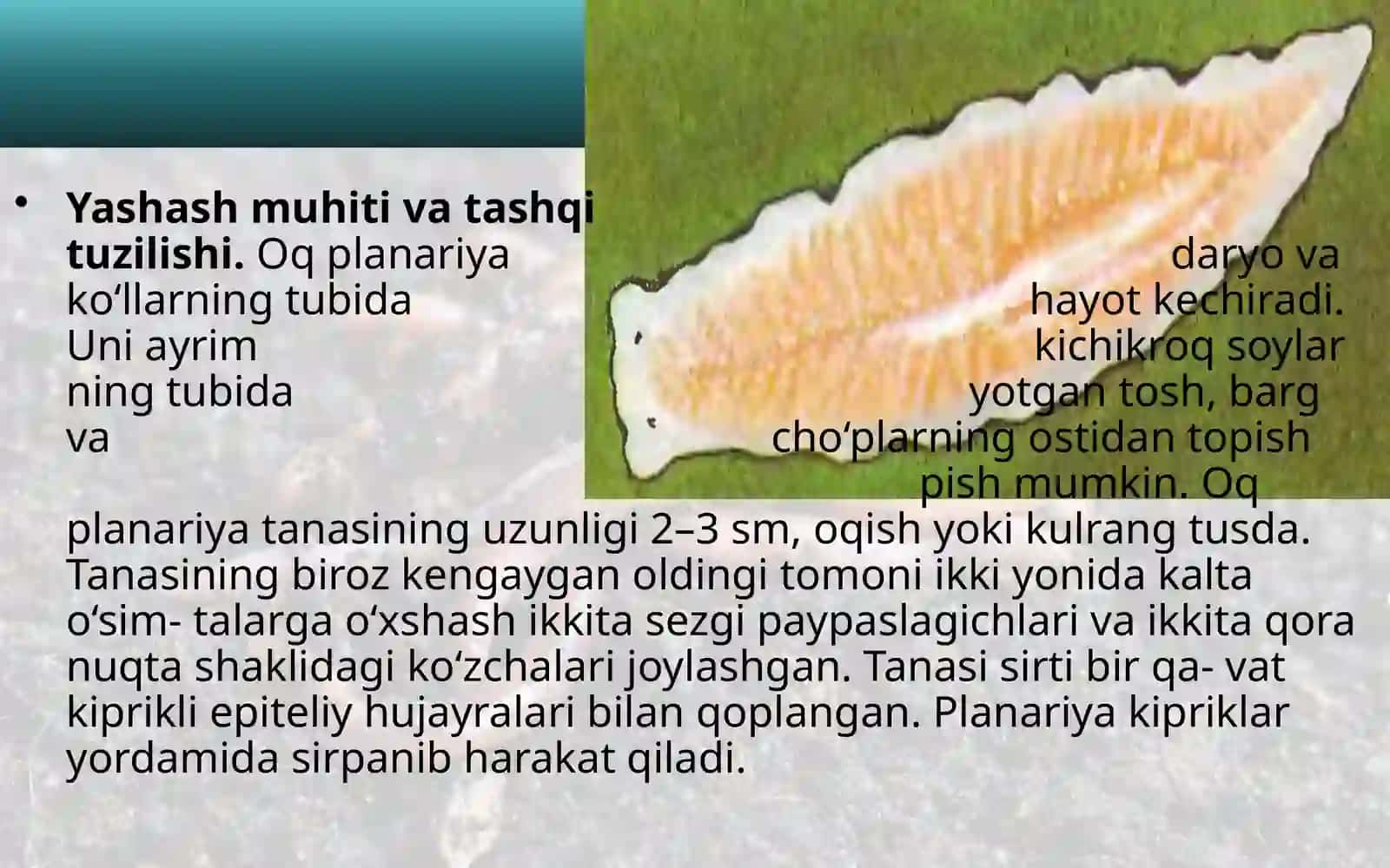 7-sinf Zoologiya 'Yassi chuvalchanglar tipi kiprikli chuvalchanglar sinfi' ko'rgazma 3