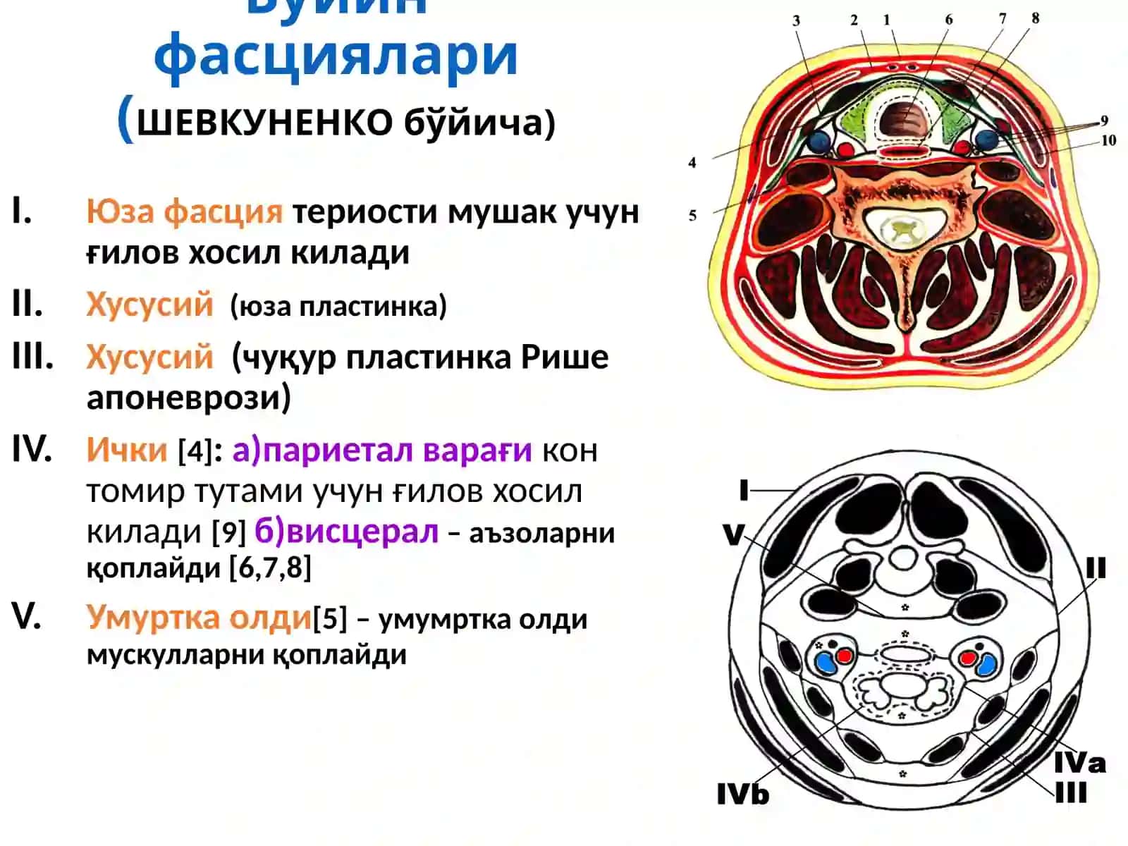 Бўйин соха клиник анатмоияси ва оператив жаррохлиги 3