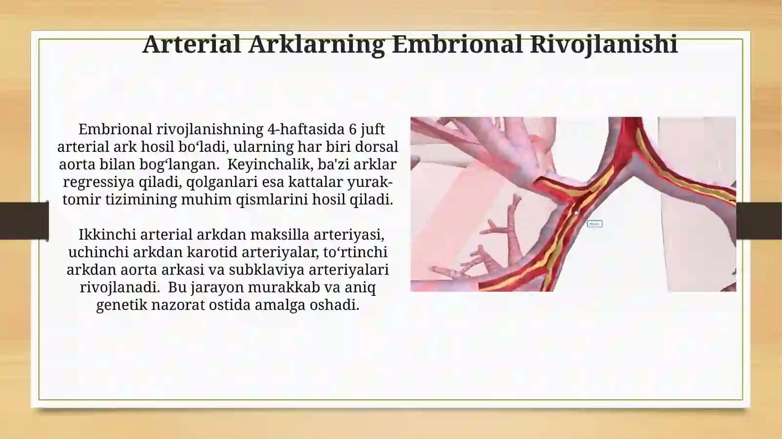 Arterial Arklarning Embrional Rivojlanishi 3