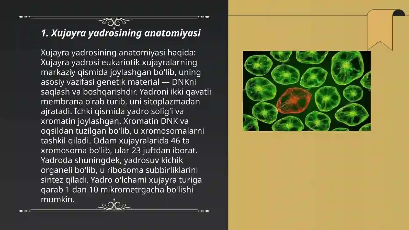 Xujayra yadrosining tuzilishi va funksiyasi 3