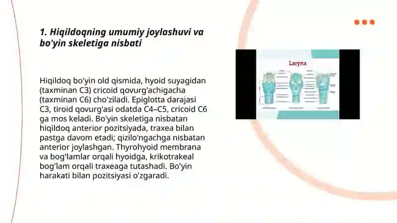 Hiqildoq: Joylashuvi, topografiyasi va qon tomirlari 3