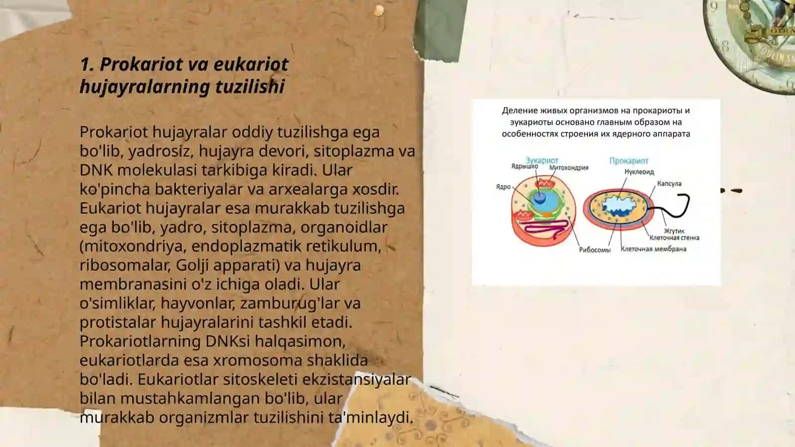 Prokariot, mezokariot va eykariot hujayralarni solishtirish 3