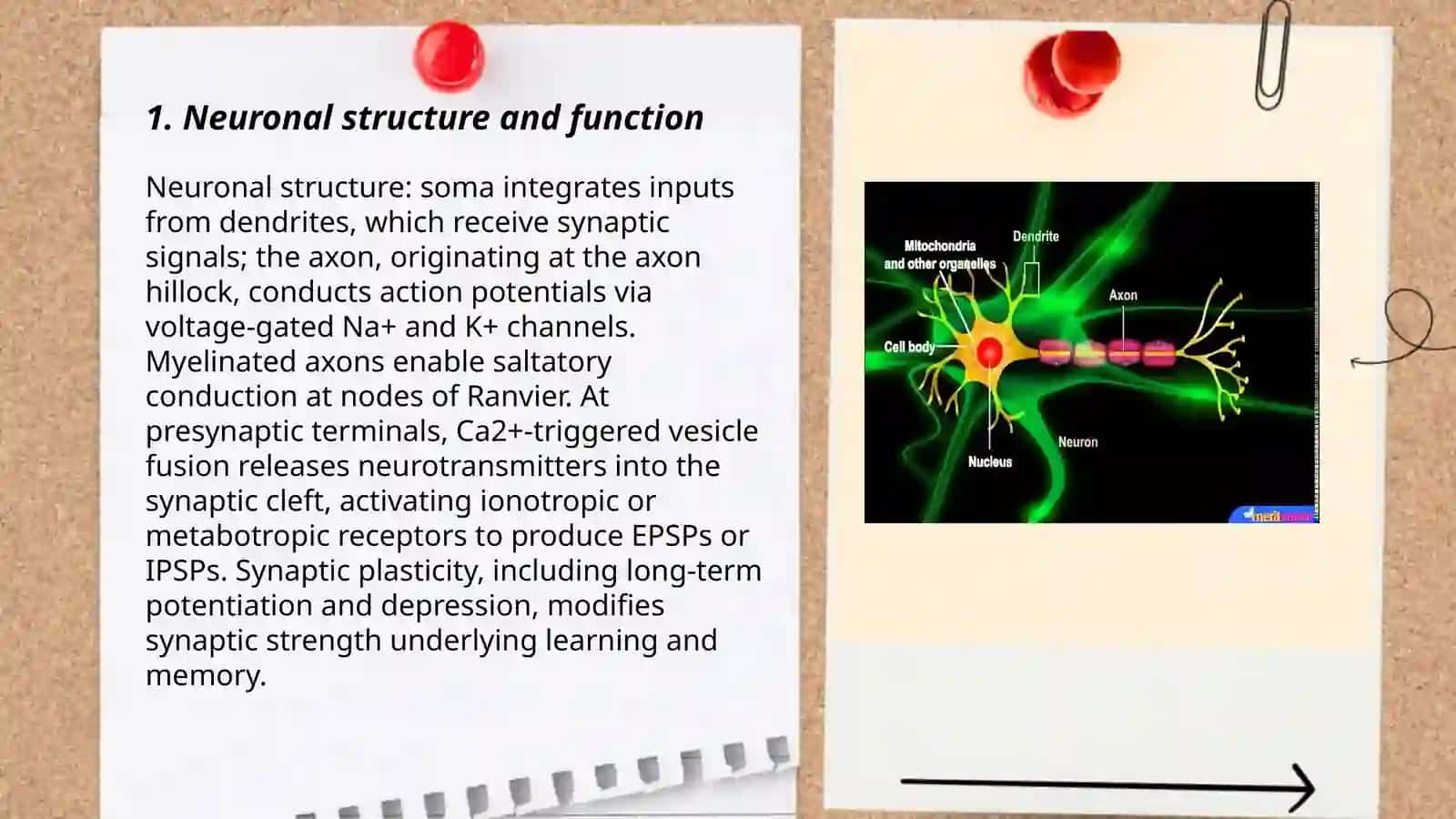 How brain works 3