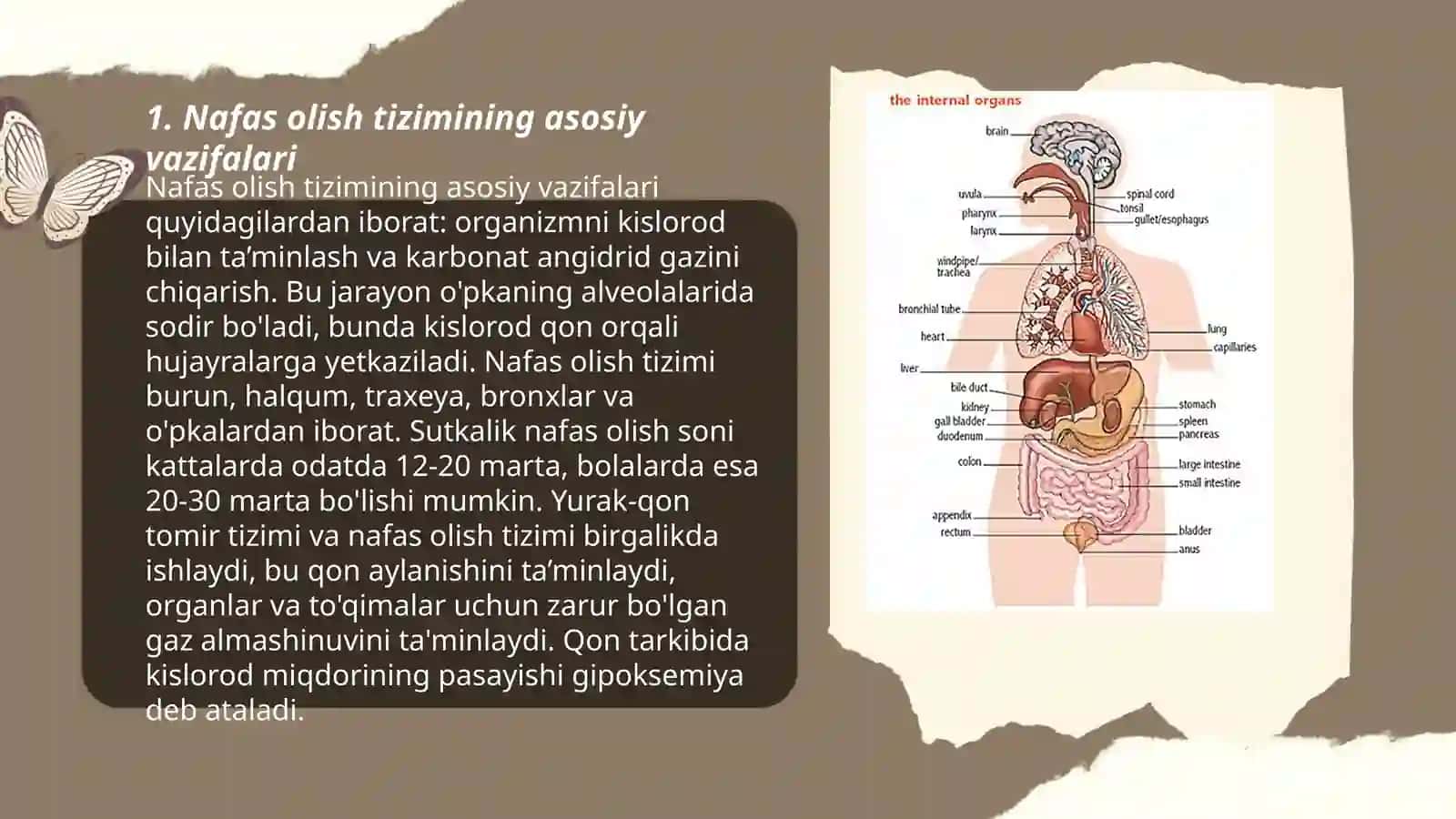 Organizmni nafas olish organlar sistemasining tuzulishi 3